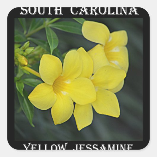 Yellow Jessamine South Carolina Vierkante Sticker (Voorkant)