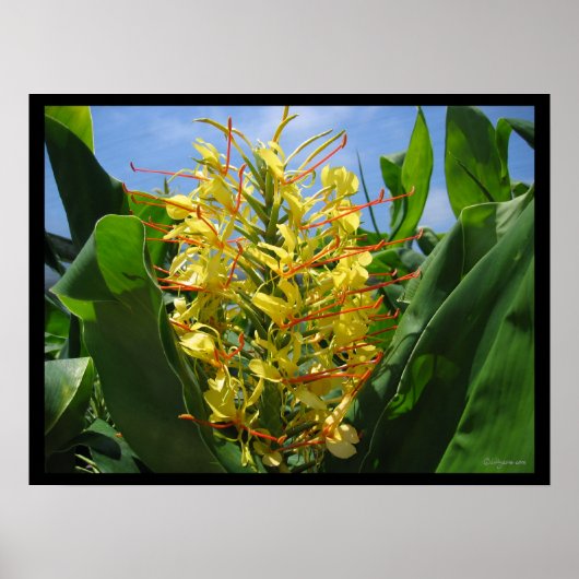Yellow Kahili Ginger Tropical Flowers Poster Print (Voorkant)