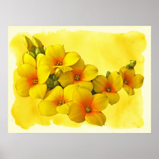 Yellow Kalanchoe - Succulent Sunshine Poster (Voorkant)