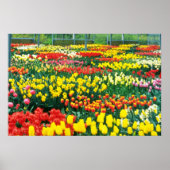 yellow Keukenhof Greenhouses blobloblobloblobloeme Poster (Voorkant)
