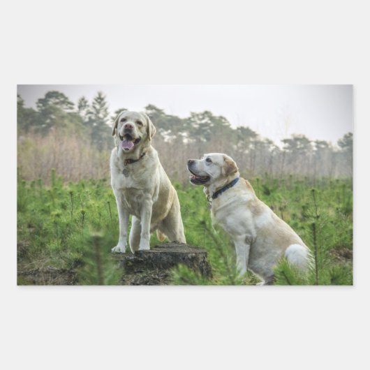 Yellow Lab Groep Rechthoekige Sticker (Voorkant)