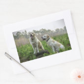 Yellow Lab Groep Rechthoekige Sticker (Envelop)