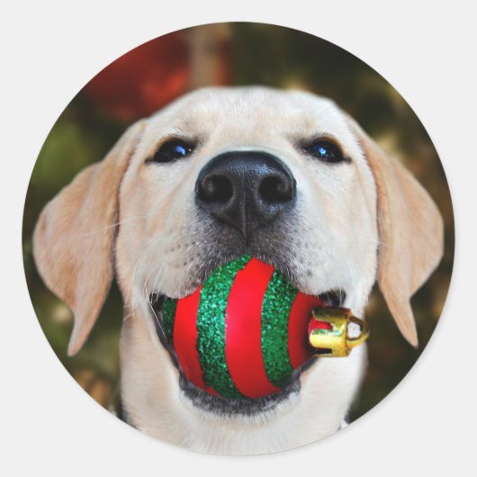 Yellow lab-kerstbal ronde sticker (Voorkant)