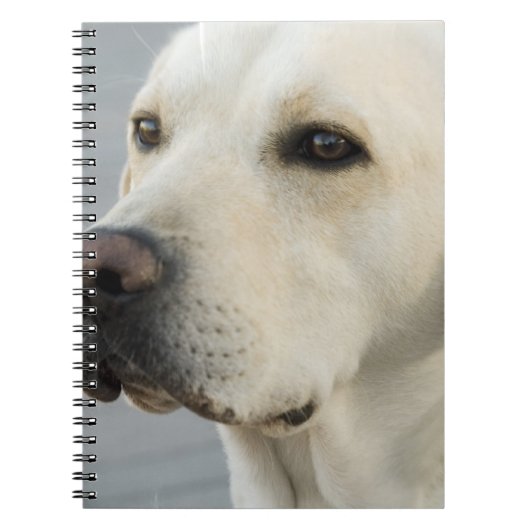 Yellow Lab-laptop Notitieboek (Voorkant)