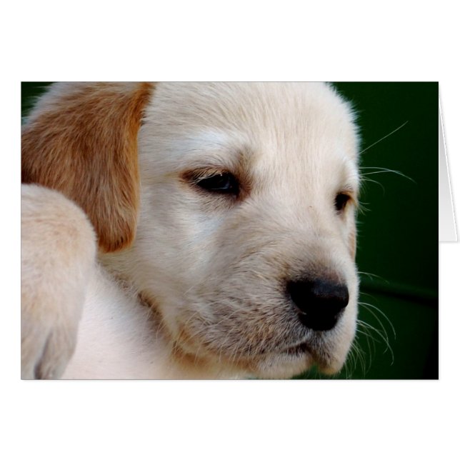 Yellow Lab Puppy (Voorkant Horizontaal)