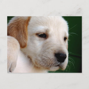 Yellow Lab Puppy Briefkaart