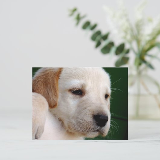 Yellow Lab Puppy Briefkaart (Staand voorkant)