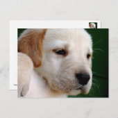 Yellow Lab Puppy Briefkaart (Voorkant / Achterkant)