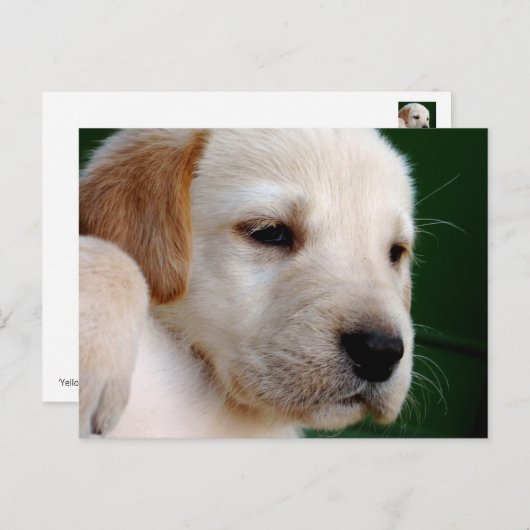 Yellow Lab Puppy Briefkaart (Voorkant / Achterkant)