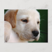 Yellow Lab Puppy Briefkaart (Voorkant)