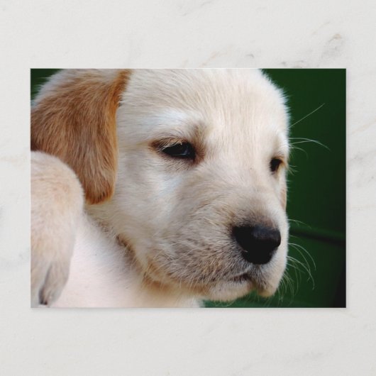 Yellow Lab Puppy Briefkaart (Voorkant)