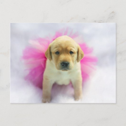 Yellow Lab Puppy Briefkaart (Voorkant)