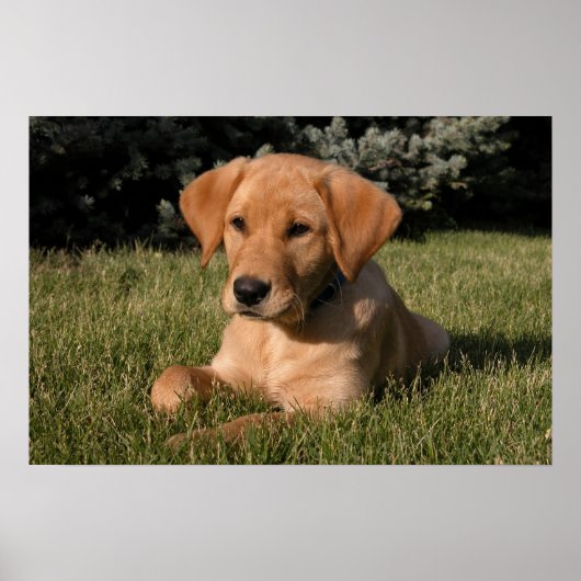 Yellow Lab Puppy Poster (Voorkant)