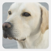 Yellow Lab Stickers (Voorkant)