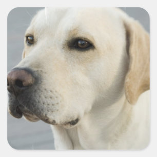 Yellow Lab Stickers