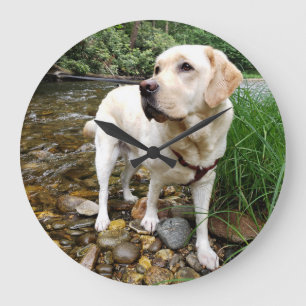 Yellow Lab, Water Dog Playing in a Creek Grote Klok