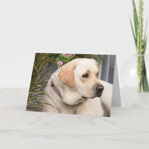 Yellow Lab-Wenskaart Kaart