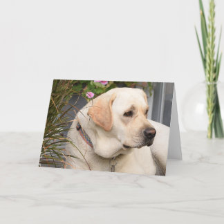 Yellow Lab-Wenskaart Kaart