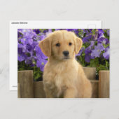 Yellow Labrador Puppy Briefkaart (Voorkant / Achterkant)