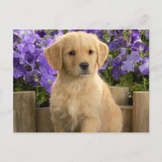 Yellow Labrador Puppy Briefkaart (Voorkant)
