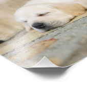 Yellow Labrador Puppy Photography Print Foto Afdruk (Hoek)
