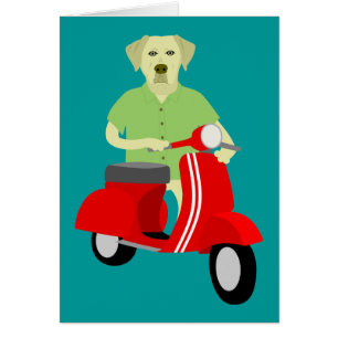 Yellow Labrador Retriever 