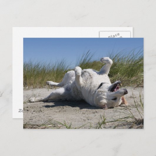 Yellow Labrador Retriever Briefkaart (Voorkant / Achterkant)