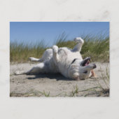 Yellow Labrador Retriever Briefkaart (Voorkant)