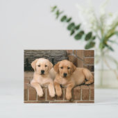 Yellow Labrador Retriever Briefkaart (Staand voorkant)