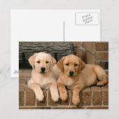 Yellow Labrador Retriever Briefkaart (Voorkant / Achterkant)