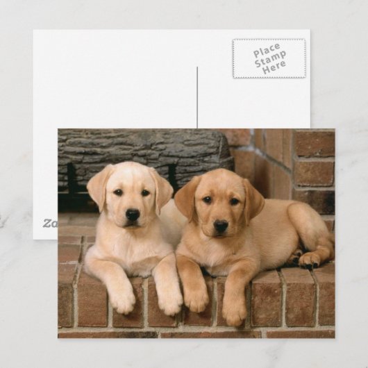 Yellow Labrador Retriever Briefkaart (Voorkant / Achterkant)