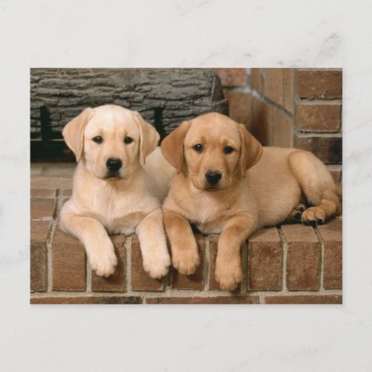 Yellow Labrador Retriever Briefkaart (Voorkant)