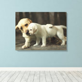 Yellow Labrador Retriever Canvas Afdruk (Insitu (Houten vloer))