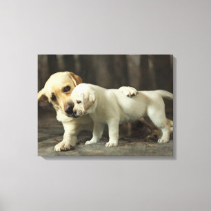 Yellow Labrador Retriever Canvas Afdruk