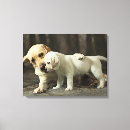 Yellow Labrador Retriever Canvas Afdruk (Voorkant)