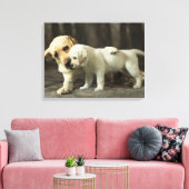 Yellow Labrador Retriever Canvas Afdruk (Insitu (Woonkamer))
