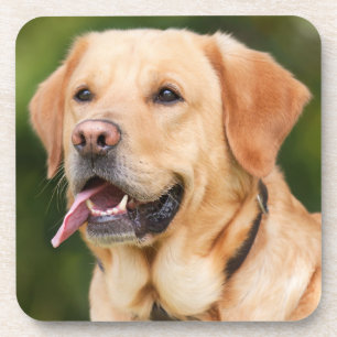 Yellow Labrador Retriever Dog - Lab Bier Onderzetter