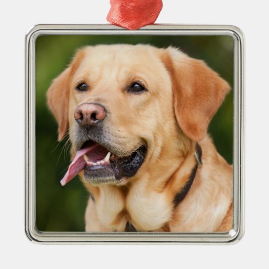 Yellow Labrador Retriever Dog - Lab Metalen Ornament (Voorkant)