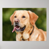 Yellow Labrador Retriever Dog - Lab Poster (Voorkant)