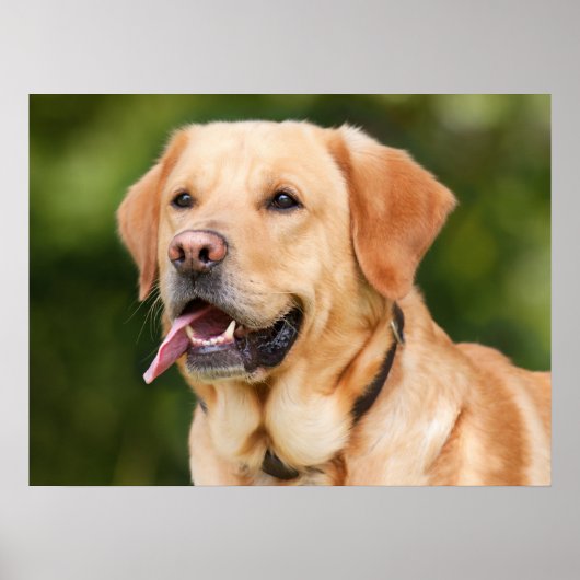 Yellow Labrador Retriever Dog - Lab Poster (Voorkant)