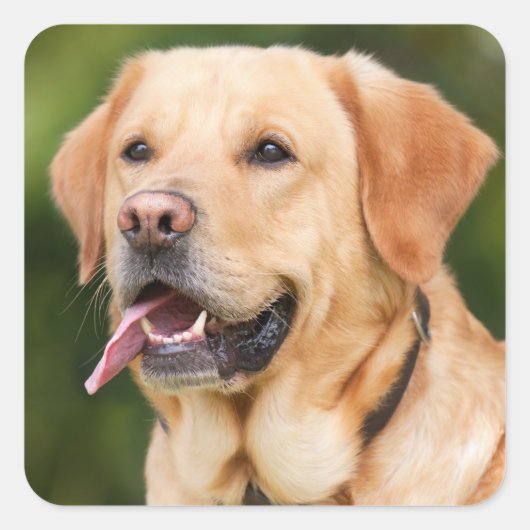 Yellow Labrador Retriever Dog - Lab Vierkante Sticker (Voorkant)