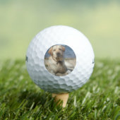 Yellow Labrador Retriever Golfballen (Insitu Shirt)