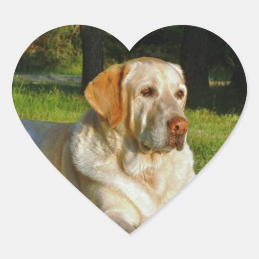 Yellow Labrador Retriever Hart Sticker (Voorkant)