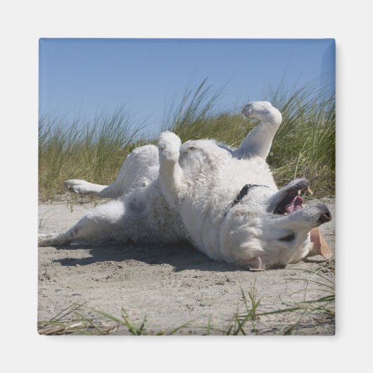 Yellow Labrador Retriever Magneet (Voorkant)