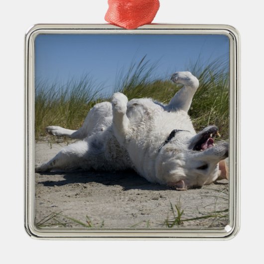 Yellow Labrador Retriever Metalen Ornament (Voorkant)