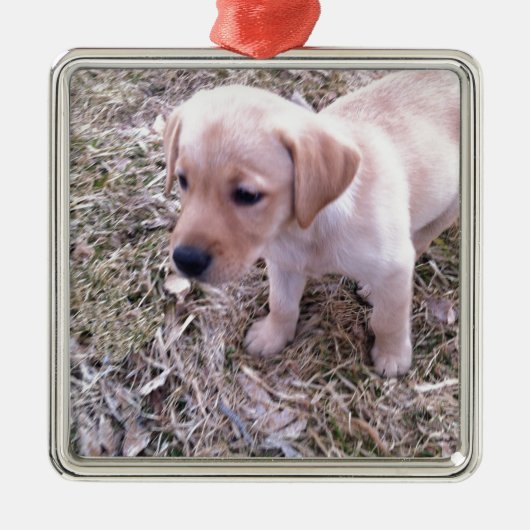 Yellow Labrador Retriever Metalen Ornament (Voorkant)