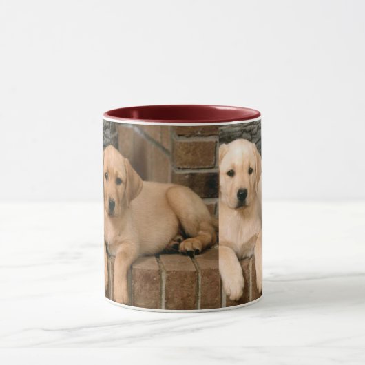 Yellow Labrador Retriever Mok (Midden)