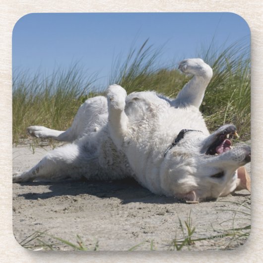 Yellow Labrador Retriever Onderzetter (Voorkant)