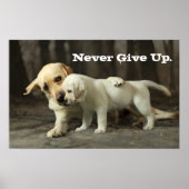 Yellow Labrador Retriever Poster (Voorkant)