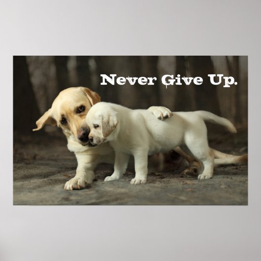 Yellow Labrador Retriever Poster (Voorkant)